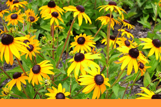 Native plants Tip